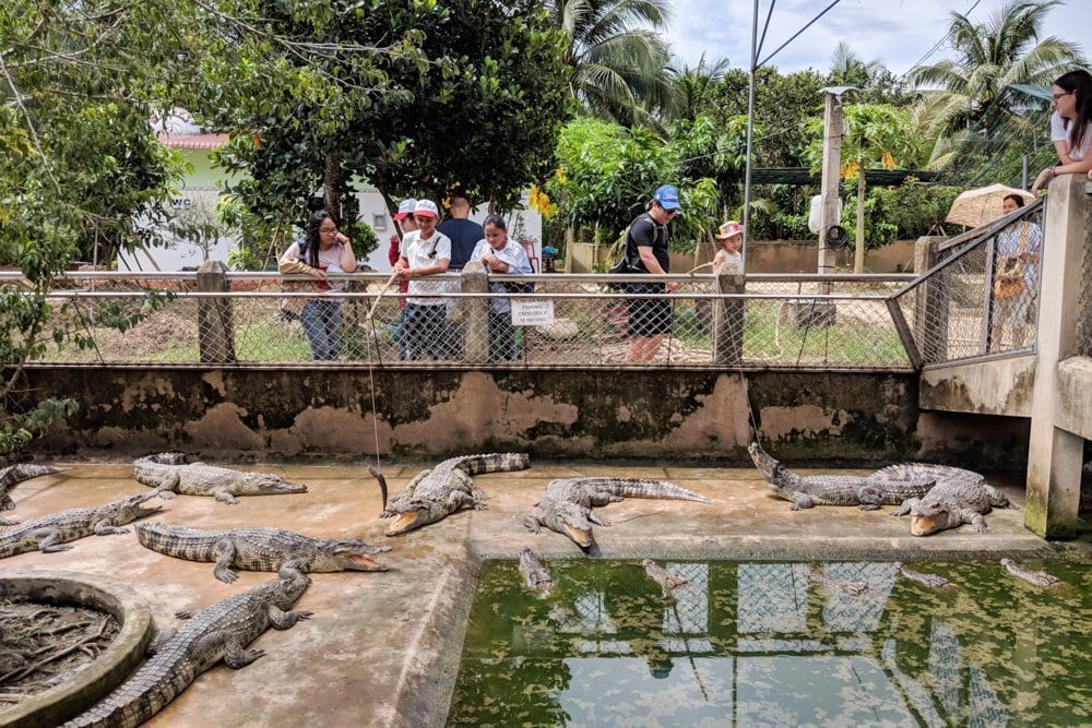 Alligator Farm in the Mekong Delta, Vietnam
